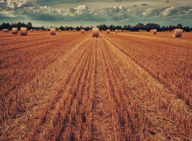 Oros: Producţia de cereale a depăşit până la această dată 15 milioane de tone; ministerul şi ministrul nu au niciun merit