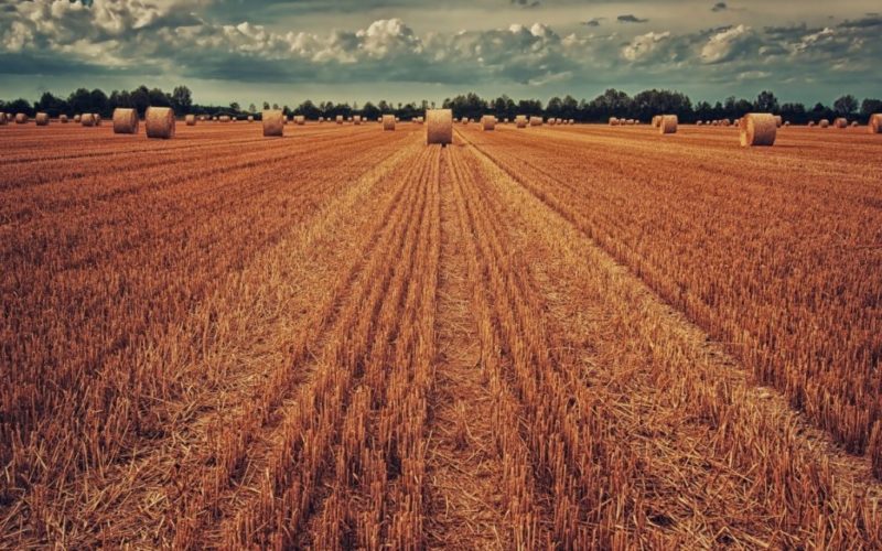 Ucraina a început exporturile de cereale către Europa cu trenul