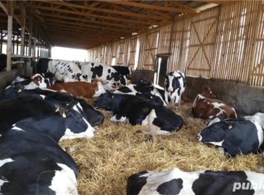După o investiţie de un milion de euro, vinde lapte de vacă la preţuri de nimic