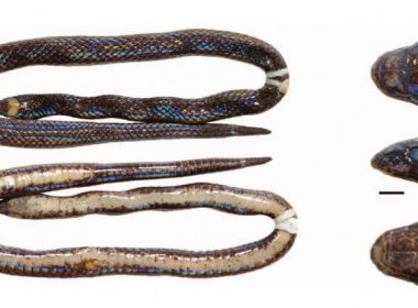 Cercetătorii au descoperit accidental o nouă specie de şarpe, care trăia de ani de zile chiar sub ochii lor