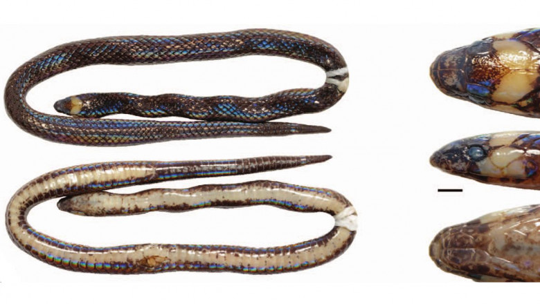 Cercetătorii au descoperit accidental o nouă specie de şarpe, care trăia de ani de zile chiar sub ochii lor