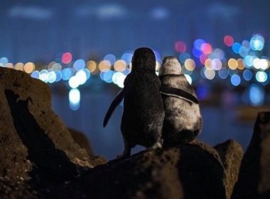 O fotografie cu doi pinguini văduvi care se îmbrăţişează a devenit virală pe internet