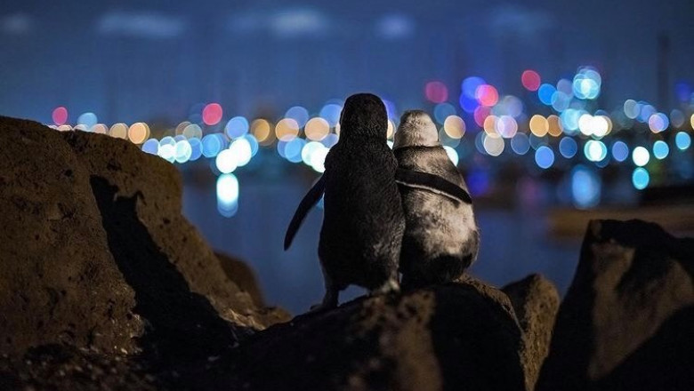 O fotografie cu doi pinguini văduvi care se îmbrăţişează a devenit virală pe internet