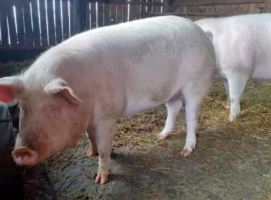 Încă un judeţ declară închise focarele de pestă porcină africană la porc domestic
