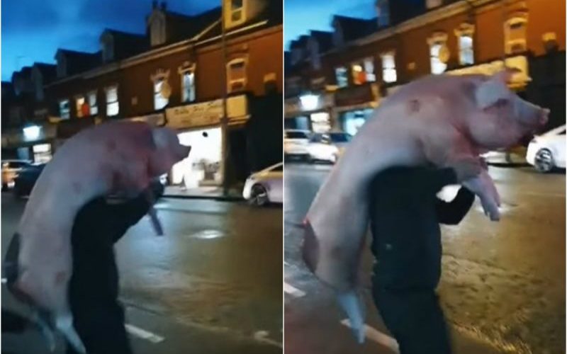 Imagini virale. Trei români au tăiat porcul şi au defilat cu el pe străzile Londrei