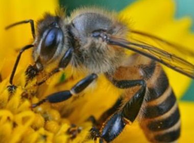 Iarnă grea pentru apicultori. Populaţiile de albine au scăzut drastic