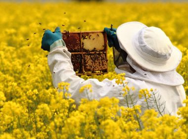 MADR modifică valoarea sprijinului pentru apicultori