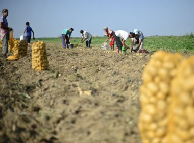 Securitatea alimentară în Romania, prioritate maximă