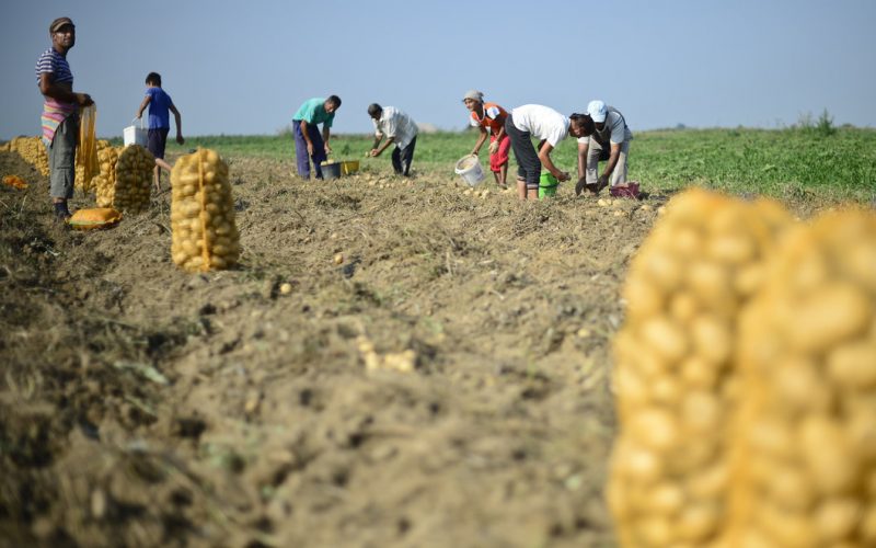 Fermierii români aruncă pe câmp tone de legume, nemulţumiţi de preţurile prea mici din piaţă