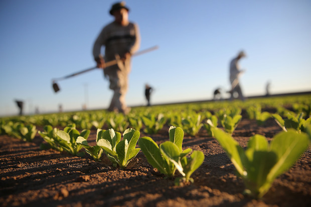 Agricultorii grăiesc: „Să facem o dezbatere despre ce înseamnă strategia pentru agricultură”