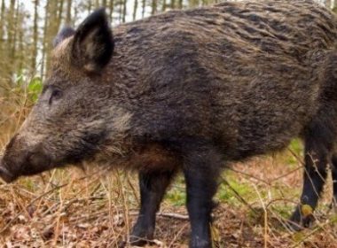 Atid, Harghita: virusul pestei porcine africane confirmat la un mistreţ împuşcat pe un fond de vânătoare