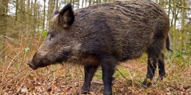 Un nou fond de vânătoare lovit de pesta porcină africană!