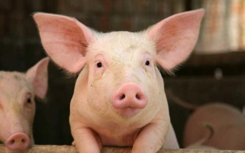 Ajutor de stat de un milion EUR pentru a sprijini crescătorii de porci