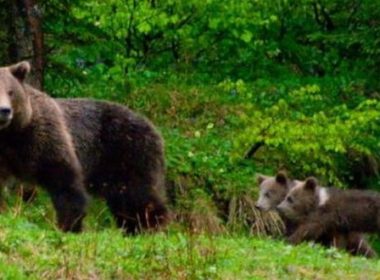 Alertă în Târgu Mureş. O ursoaică şi puiul ei, la plimbare într-un loc de joacă pentru copii