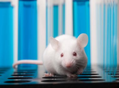 Oamenii de ştiinţă germani au reuşit să facă şoareci paralizaţi să meargă din nou