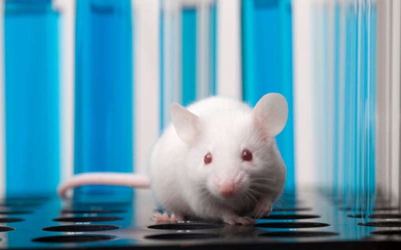 Oamenii de ştiinţă germani au reuşit să facă şoareci paralizaţi să meargă din nou