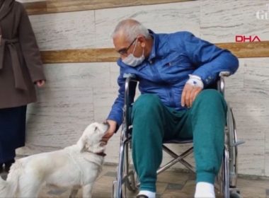 O căţeluşă a stat zile întregi în faţa unui spital din Turcia, unde era internat stăpânul ei