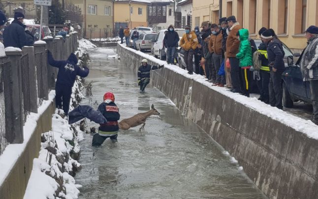 Căprioară blocată într-un sloi de gheaţă, eliberată la Alba Iulia