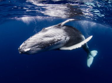 Cea mai mare balenă din Marea Mediterană, găsită moartă în larg. Cântărea 70 de tone