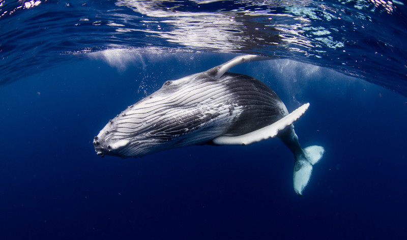 Cea mai mare balenă din Marea Mediterană, găsită moartă în larg. Cântărea 70 de tone