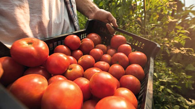 Veşti proaste pentru legumicultori! Oros: Programul Tomata NU continuă!