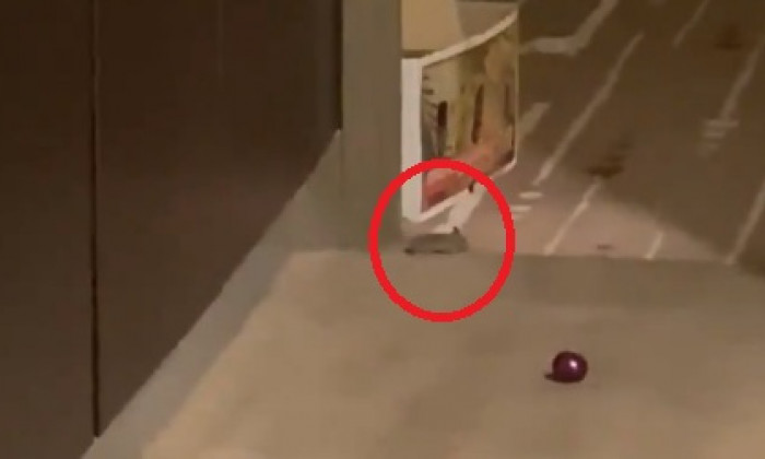 Reacţia autorităţior, după ce sportivii au postat imagini cu şoarecii care zburdă prin camerele de hotel din Australia