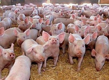 Vrancea: Pesta porcină africană - confirmată într-o exploataţie comercială cu aproximativ 30.000 de animale
