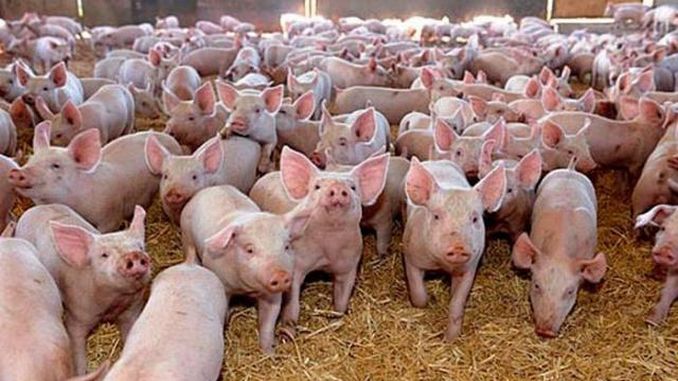 Focar de pestă, zeci de mii de porci sacrificaţi