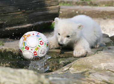 Un pui de urs polar s-a născut la ZOO, în Franţa
