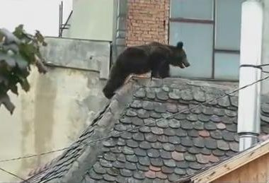 Jandarmii au intervenit pentru îndepărtarea unui urs din Gheorgheni care se hrănea din tomberoane
