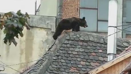 Jandarmii au intervenit pentru îndepărtarea unui urs din Gheorgheni care se hrănea din tomberoane
