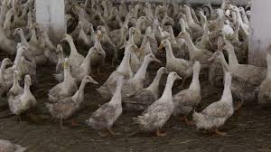 H5N8 loveşte din nou. 600.000 de raţe sacrificate din cauza gripei aviare
