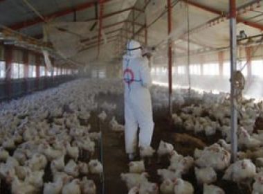 90.000 de păsări sacrificate din cauza gripei aviare