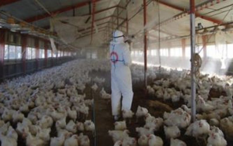 90.000 de păsări sacrificate din cauza gripei aviare