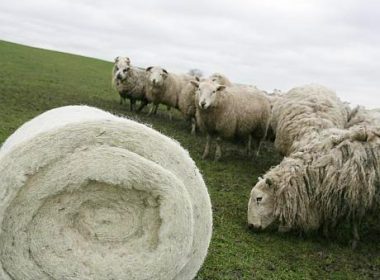 Ciobanii vând lâna, dar nu o cumpără nimeni. Era bun ajutorul de minimis?