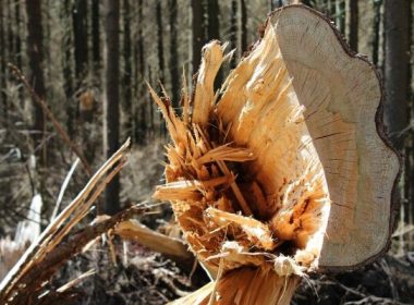 Ministerul Mediului anunţă un nou sistem de urmărire a lemnului tăiat. Cum funcţionează SUMAL 2.0