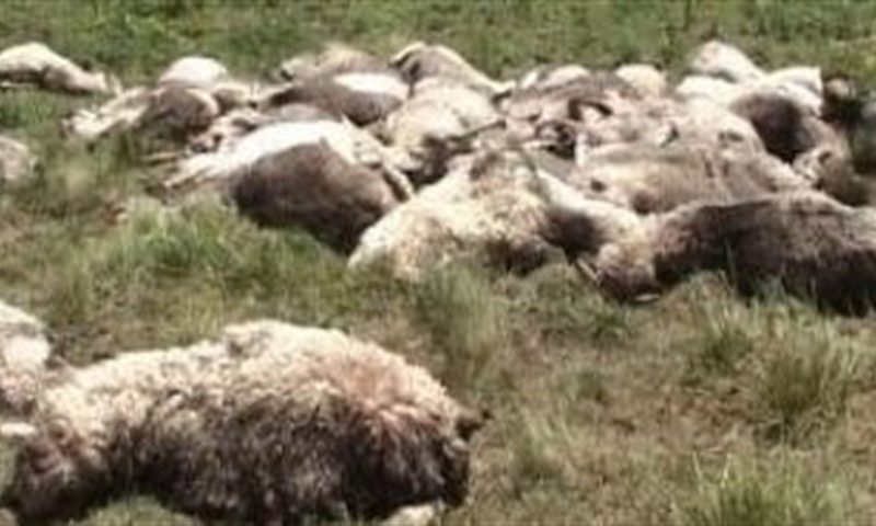 Mii de cadavre de oi descoperite pe câmp