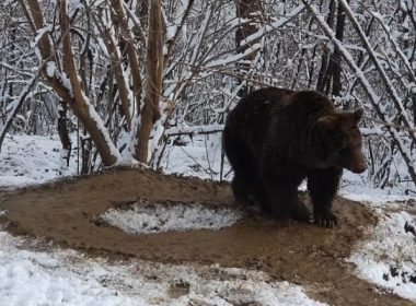 Imaginea traumei unui urs care a fost captiv la Zoo Piatra Neamţ timp de 20 de ani