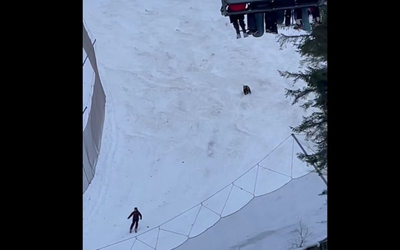 Ursul care a fugărit un turist pe pârtie la Predeal, capturat