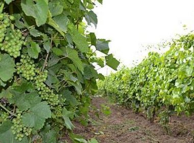 Producţia de vin a Franţei în 2021 ar putea fi la cel mai scăzut nivel din ultimii 50 de ani, potrivit Ministerului Agriculturii