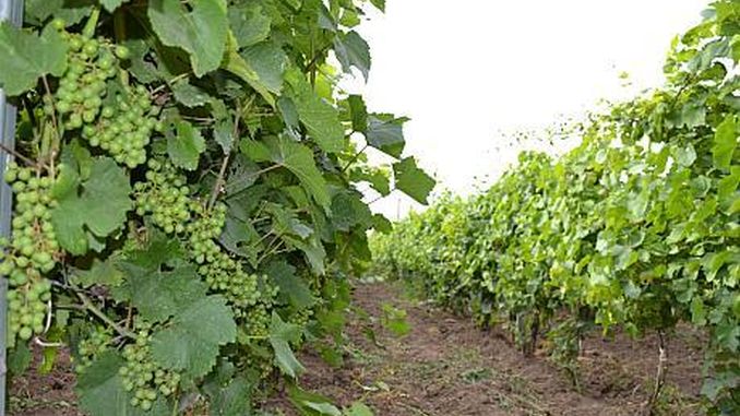 Producţia de vin a Franţei în 2021 ar putea fi la cel mai scăzut nivel din ultimii 50 de ani, potrivit Ministerului Agriculturii