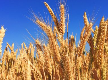 Ucraina acuză Rusia că a furat „câteva sute de mii de tone” de cereale din zonele ocupate￼