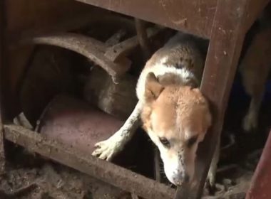 Zeci de câini ţinuţi în condiţii înfiorătoare, salvaţi dintr-o fermă abandonată. Deţinătoarea adăpostului, cercetată de Poliţie