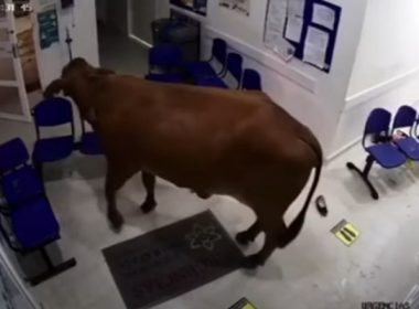 Vaca supărată pe pacienţi