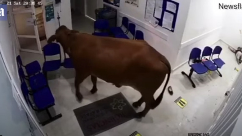 Vaca supărată pe pacienţi