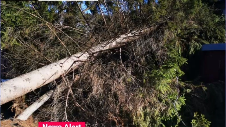 O femeie a murit, după ce un copac a căzut peste maşina în mers în care se afla, pe un drum naţional din Suceava