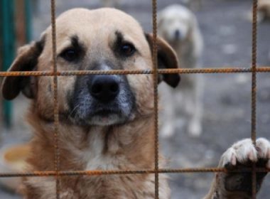 Vrem o ţară ca afară şi… reglementări pentru a facilita adopţia câinilor fără stăpân
