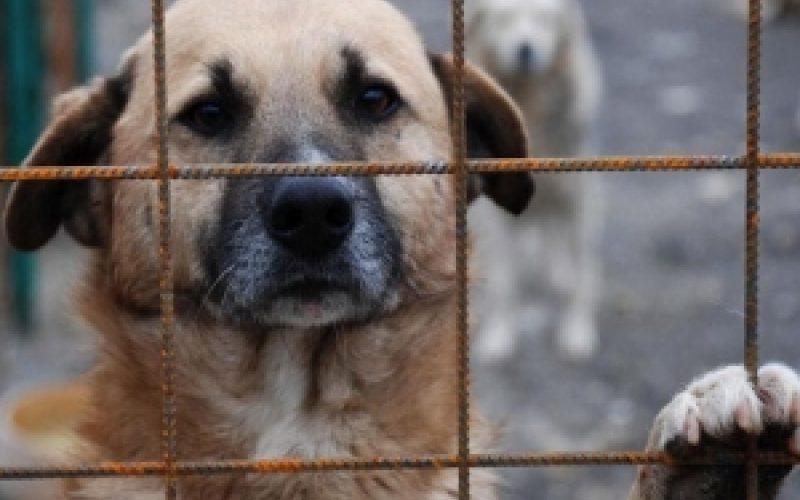 Vrem o ţară ca afară şi… reglementări pentru a facilita adopţia câinilor fără stăpân