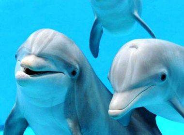 Tot mai puţini delfini în Marea Neagră