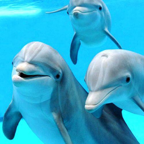 O mare de delfini